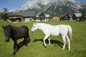 Pferde am Rupbauerhof in Ramsau am Dachstein