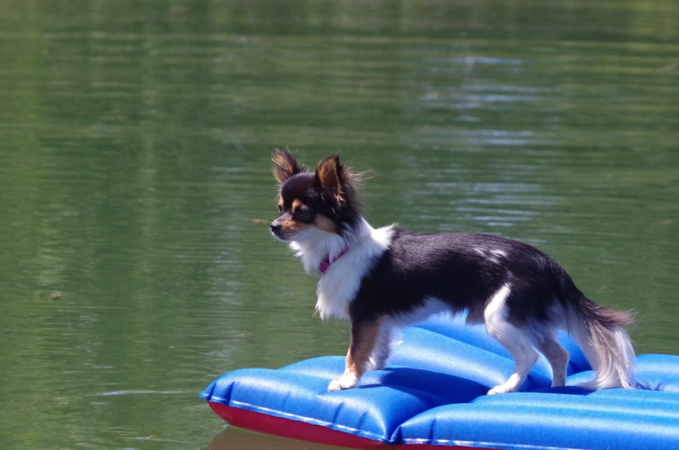 Hundefreundliches Hotel Berghof